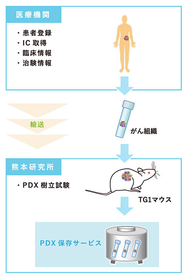PDX쐻ۑ܂ł̗